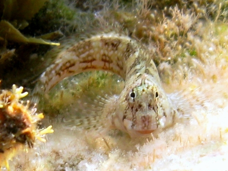 Coryphoblennius galerita (Linnaeus, 1758)